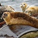 Harbour seals basking in the sun by kathyo