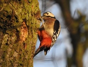 9th Feb 2018 - Great Spotted Woodpecker - Bulwell Hall Park
