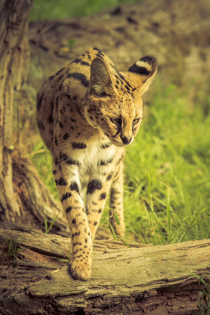 Surveying Serval by helenw2