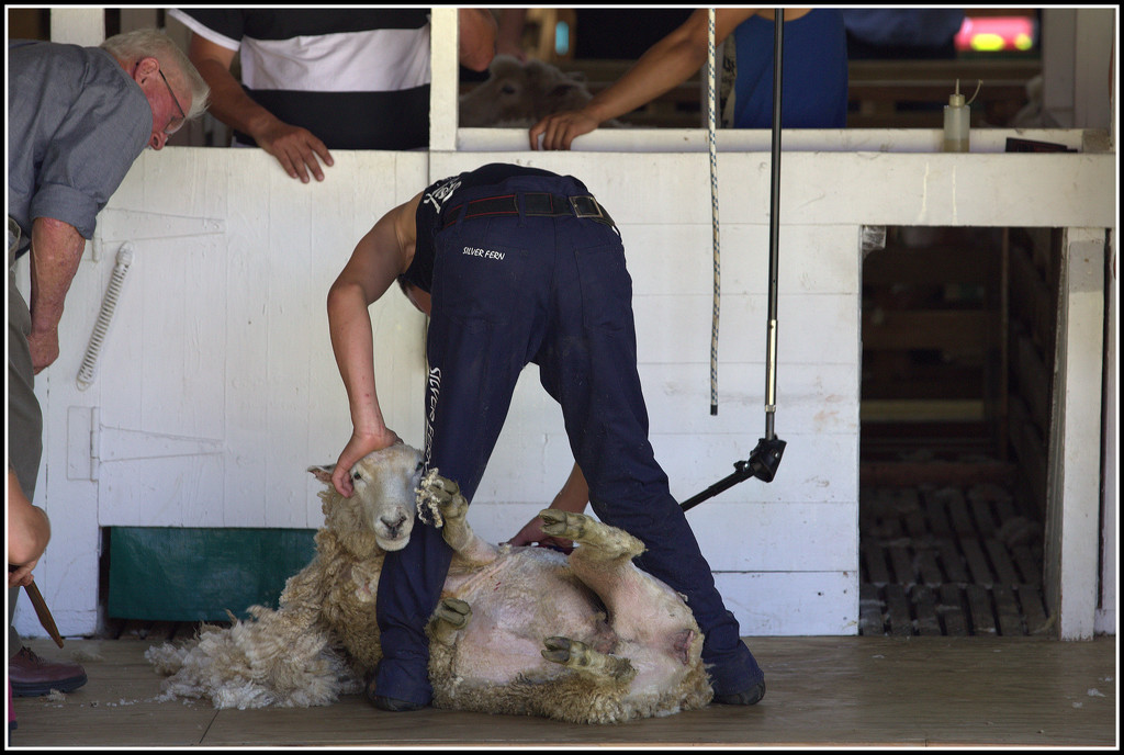 The Shearing Competition by dide