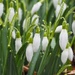 Snowdrops... by s4sayer