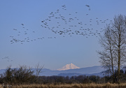 15th Feb 2018 - Dusky Canadian Geese Flying at Finley with Mt Hood Watching 