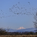 Dusky Canadian Geese Flying at Finley with Mt Hood Watching  by jgpittenger