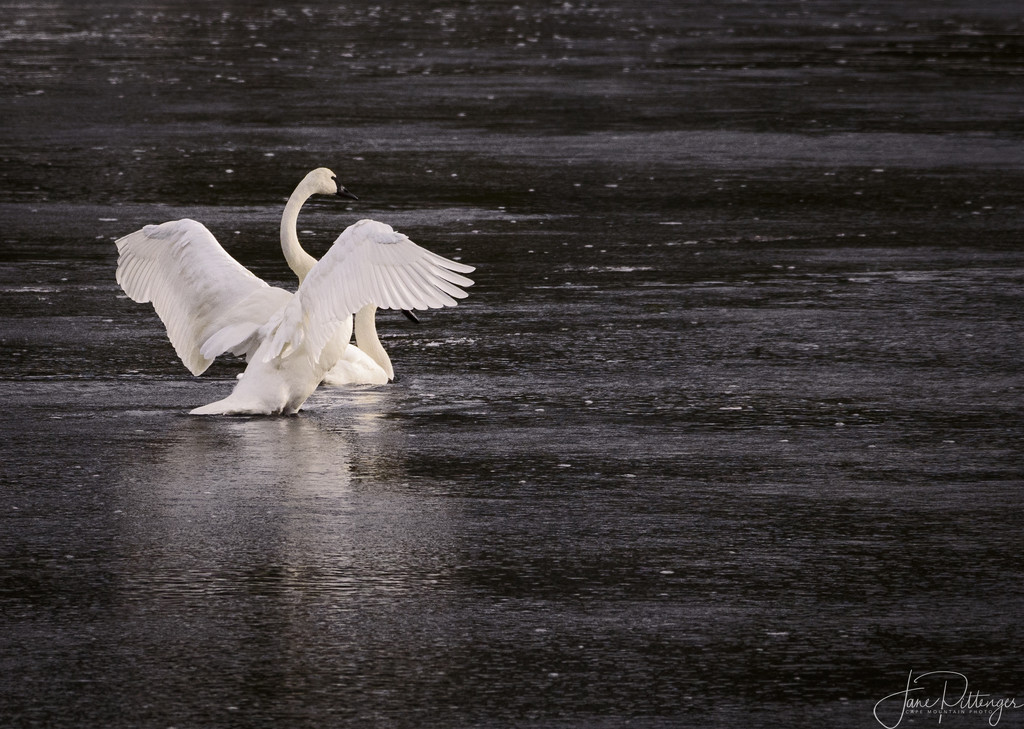 Trumpeter Swan Protecting His Mate  by jgpittenger