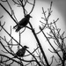 Two Crows by frequentframes