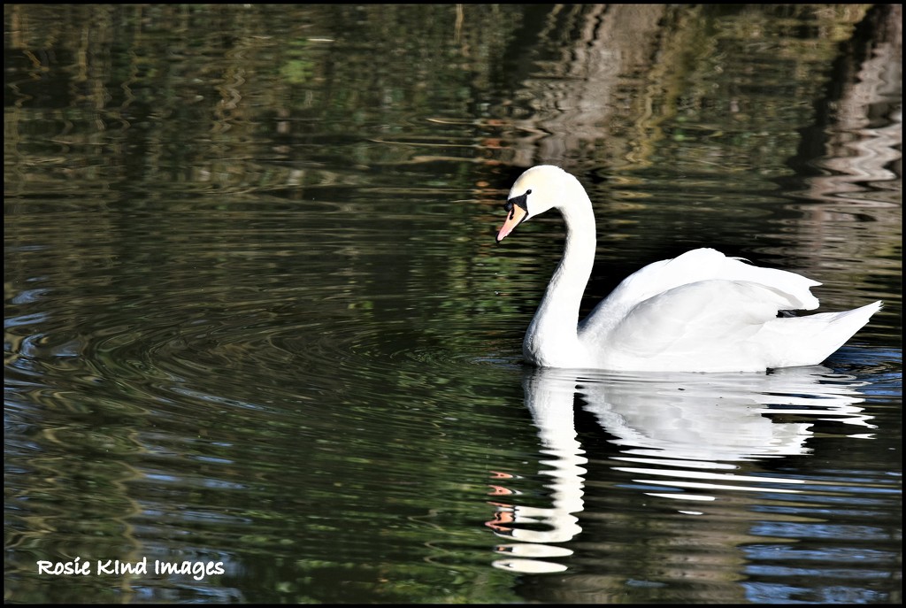 Beautiful swan by rosiekind
