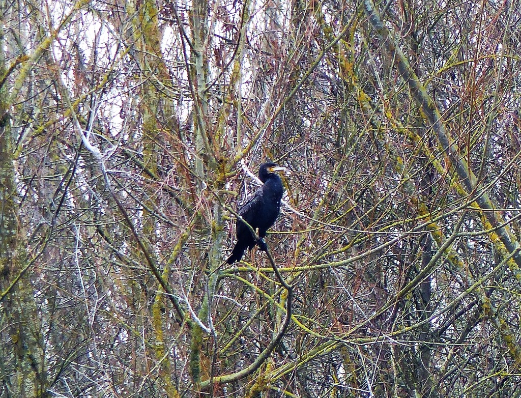 Cormorant in a Tree  by susiemc