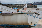 14th Feb 2018 - 041 - Seagull at St Ives