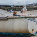 041 - Seagull at St Ives by bob65