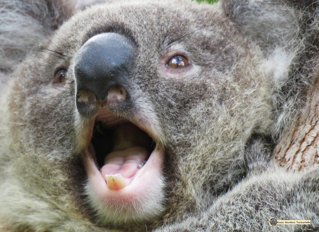 soooooo tired by koalagardens