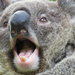 soooooo tired by koalagardens