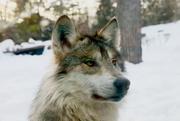 13th Feb 2018 - Wolf Portrait