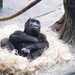 Baby Gorilla by randy23
