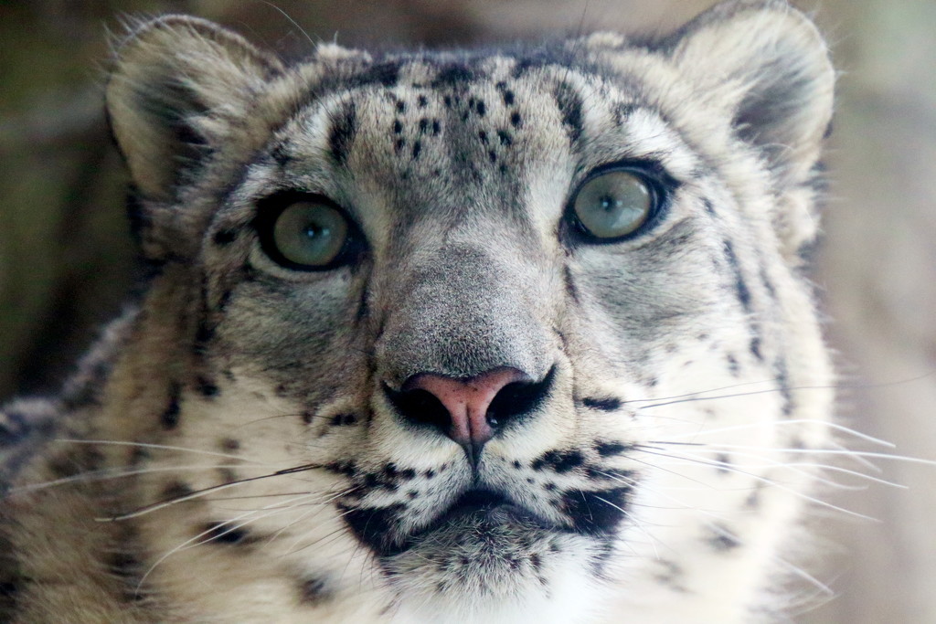 Snow Leopard Close Up by randy23