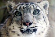 15th Feb 2018 - Snow Leopard Close Up