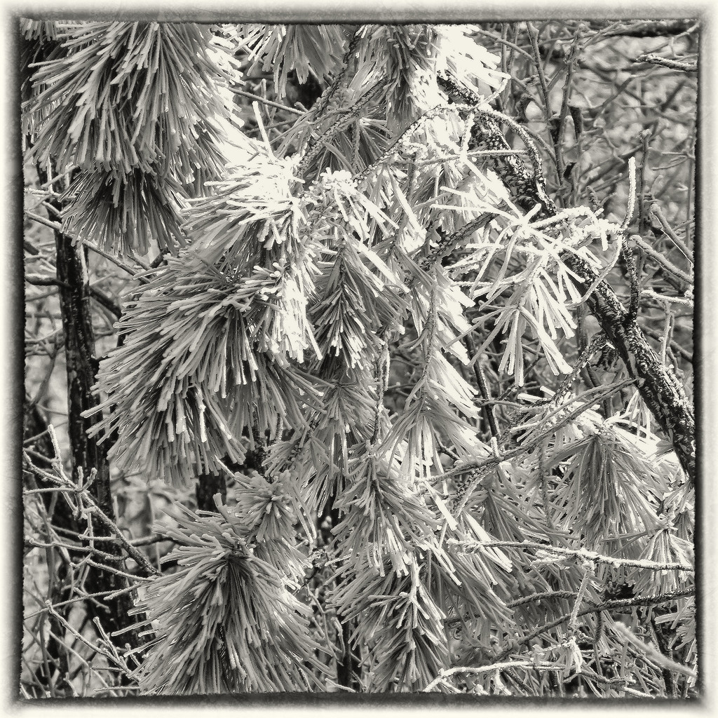 Pines in Ice by milaniet