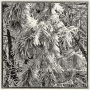 15th Feb 2018 - Pines in Ice
