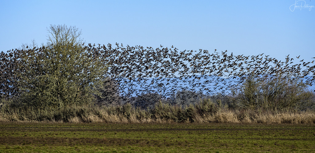 Murmuration of Dusky Canadian Geese  by jgpittenger