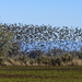 Murmuration of Dusky Canadian Geese  by jgpittenger
