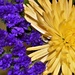 Simple Flowers by caitnessa