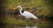 15th Feb 2018 - Egret on the Prowl!