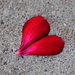 A Couple of Tulip Petals by genealogygenie