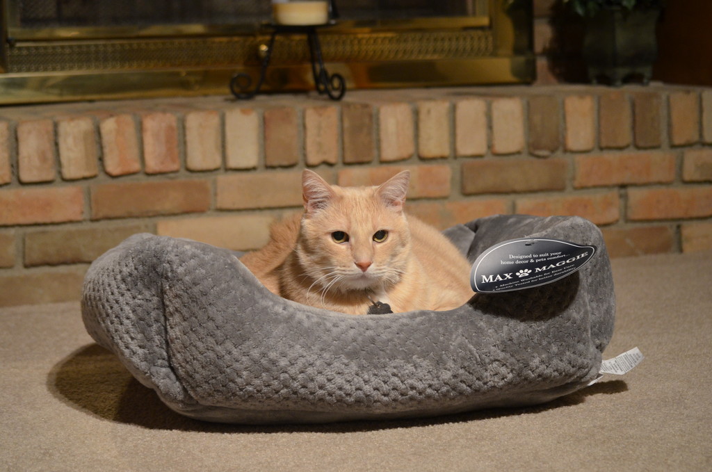 testdriving his new bed by kdrinkie