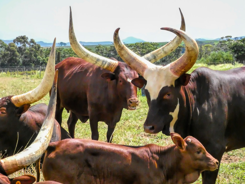 Ugandan Ankole Cattle ..... by ludwigsdiana