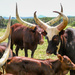 Ugandan Ankole Cattle ..... by ludwigsdiana