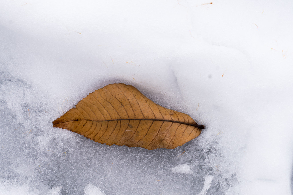 Leaf in Snow by rminer