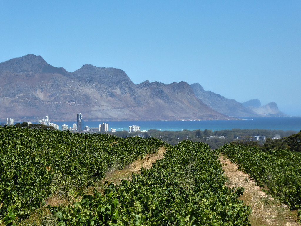 A view over the vineyards towards Strand .... by ludwigsdiana