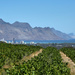 A view over the vineyards towards Strand .... by ludwigsdiana