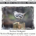 Northern Mockingbird by dsp2