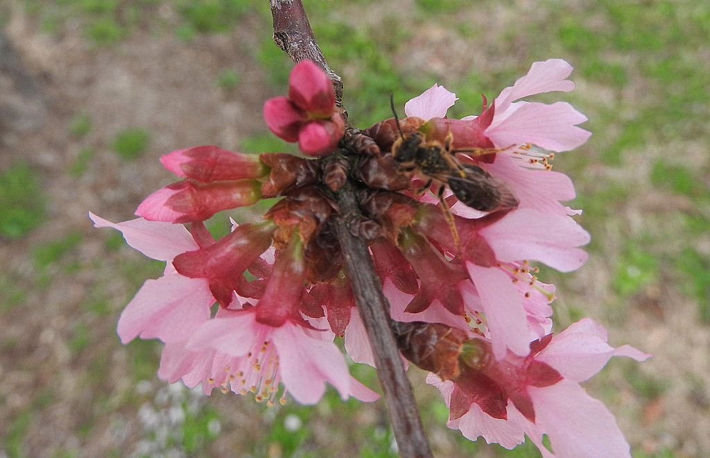 Blossoms and a bee by homeschoolmom