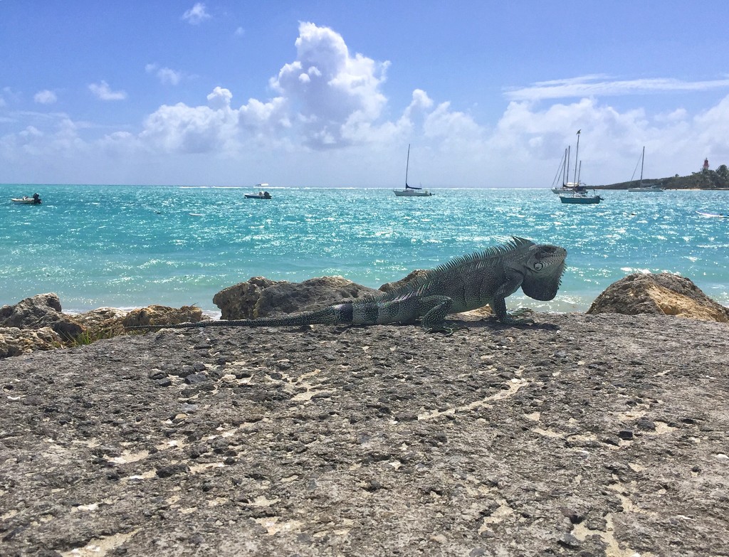 Iguana by the Sea  by cocobella