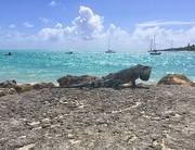 16th Feb 2018 - Iguana by the Sea 