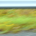 Highway Wildflowers by nickspicsnz