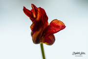 16th Feb 2018 - Withered tulip