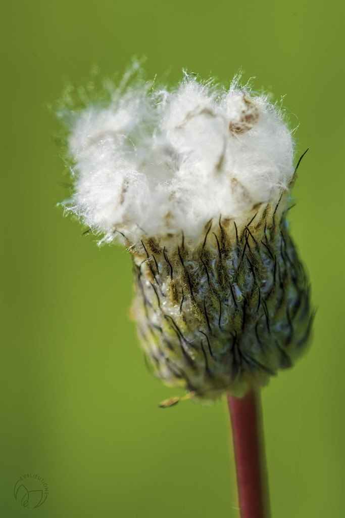 Fluff in Green by evalieutionspics