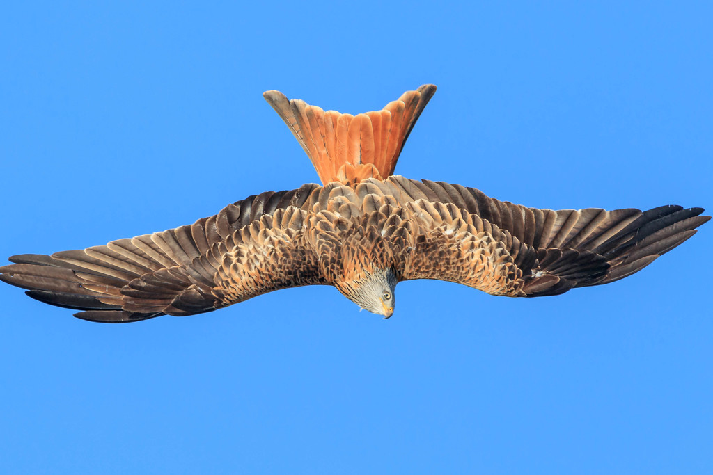 Red Kite looking from another angle by padlock