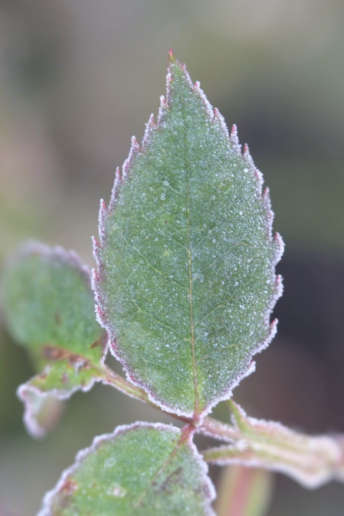Frosty leaf by mattjcuk