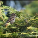 Female house sparrow by rosiekind