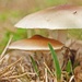 Mushrooms by dmdfday