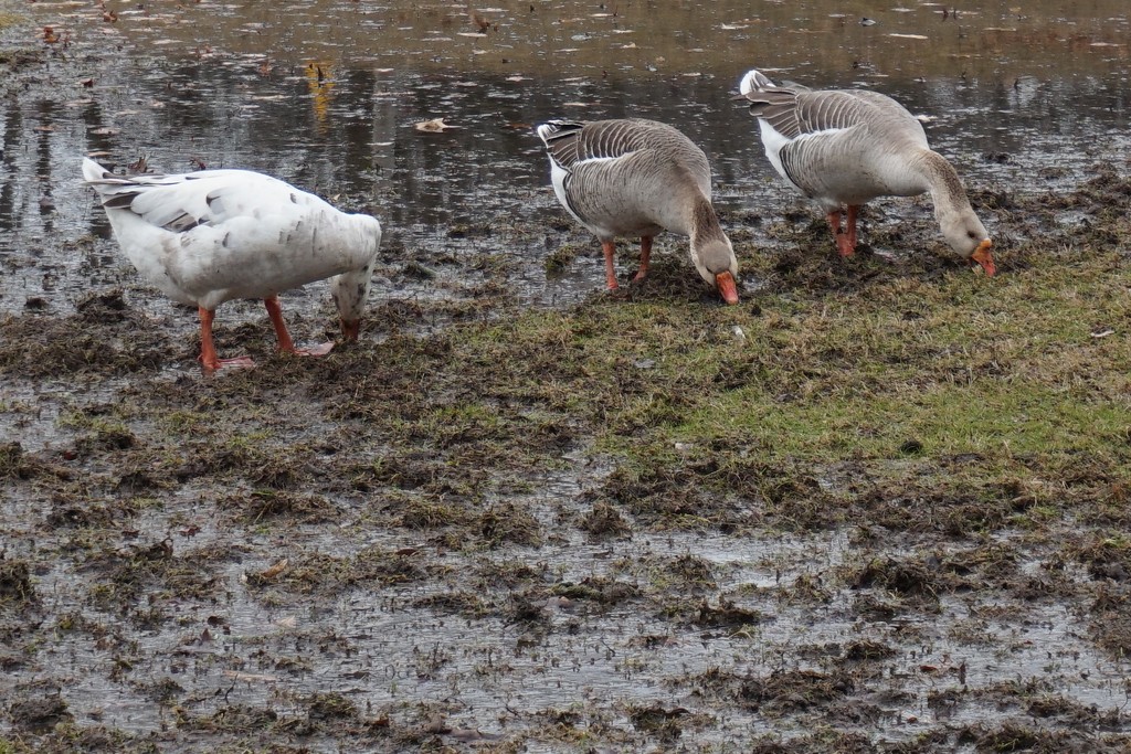 Ducks and mud by tunia