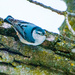 White-breasted Nuthatch on a limb by rminer