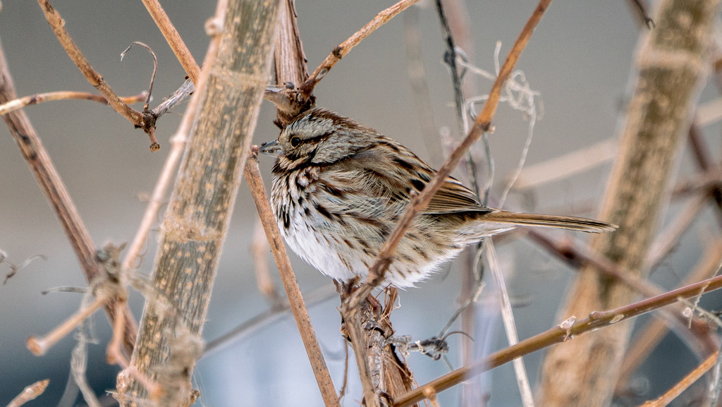 Song Sparrow Wide by rminer