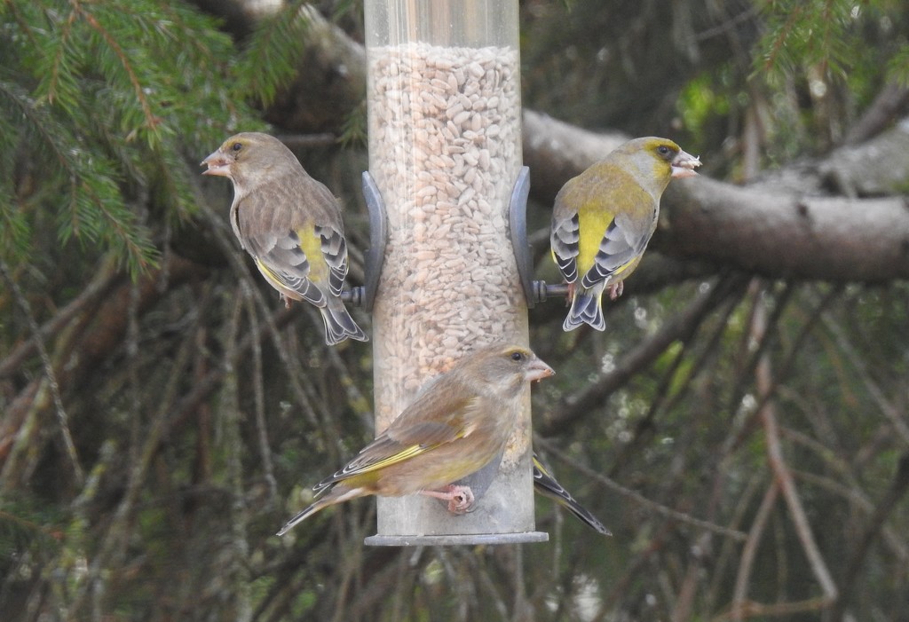 Four Greenfinches!! by susiemc