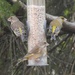 Four Greenfinches!! by susiemc