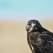 Dark Morph Red-Tailed Hawk by kareenking