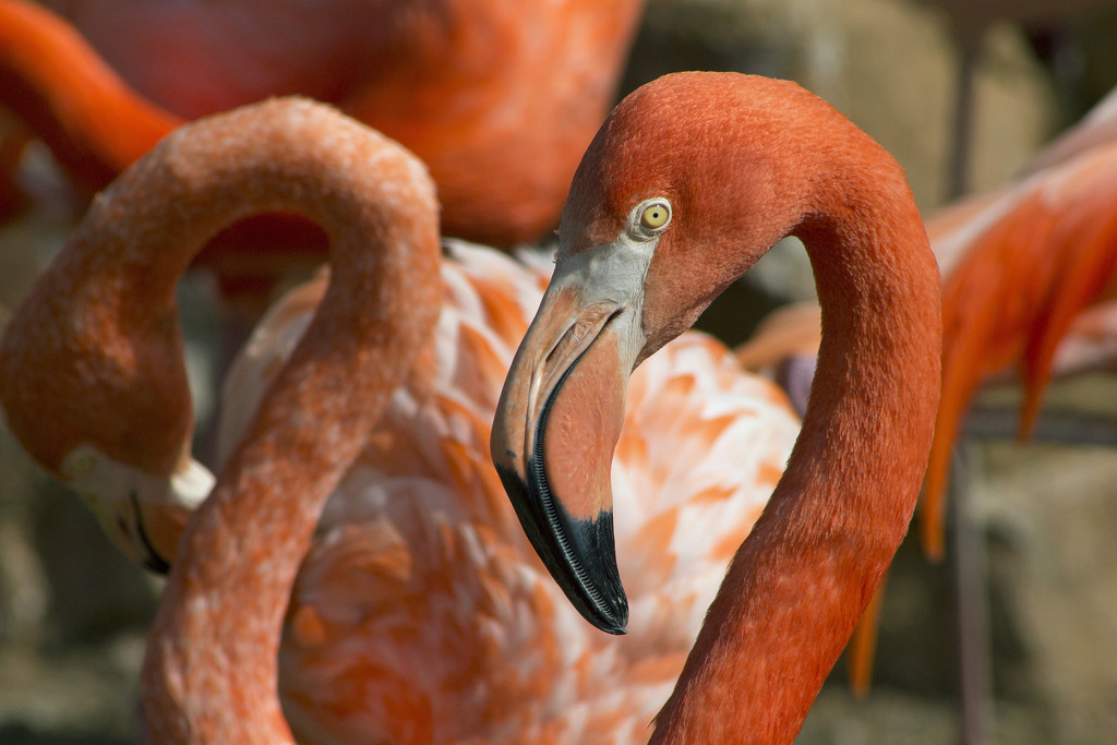 Flamingo Friday by gaylewood